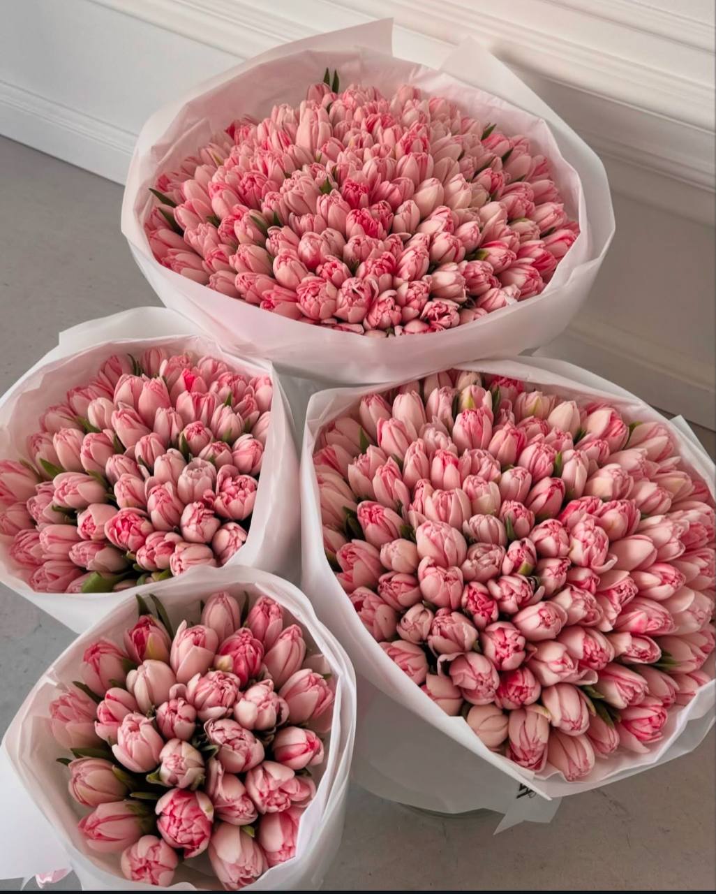 Pink peony tulips