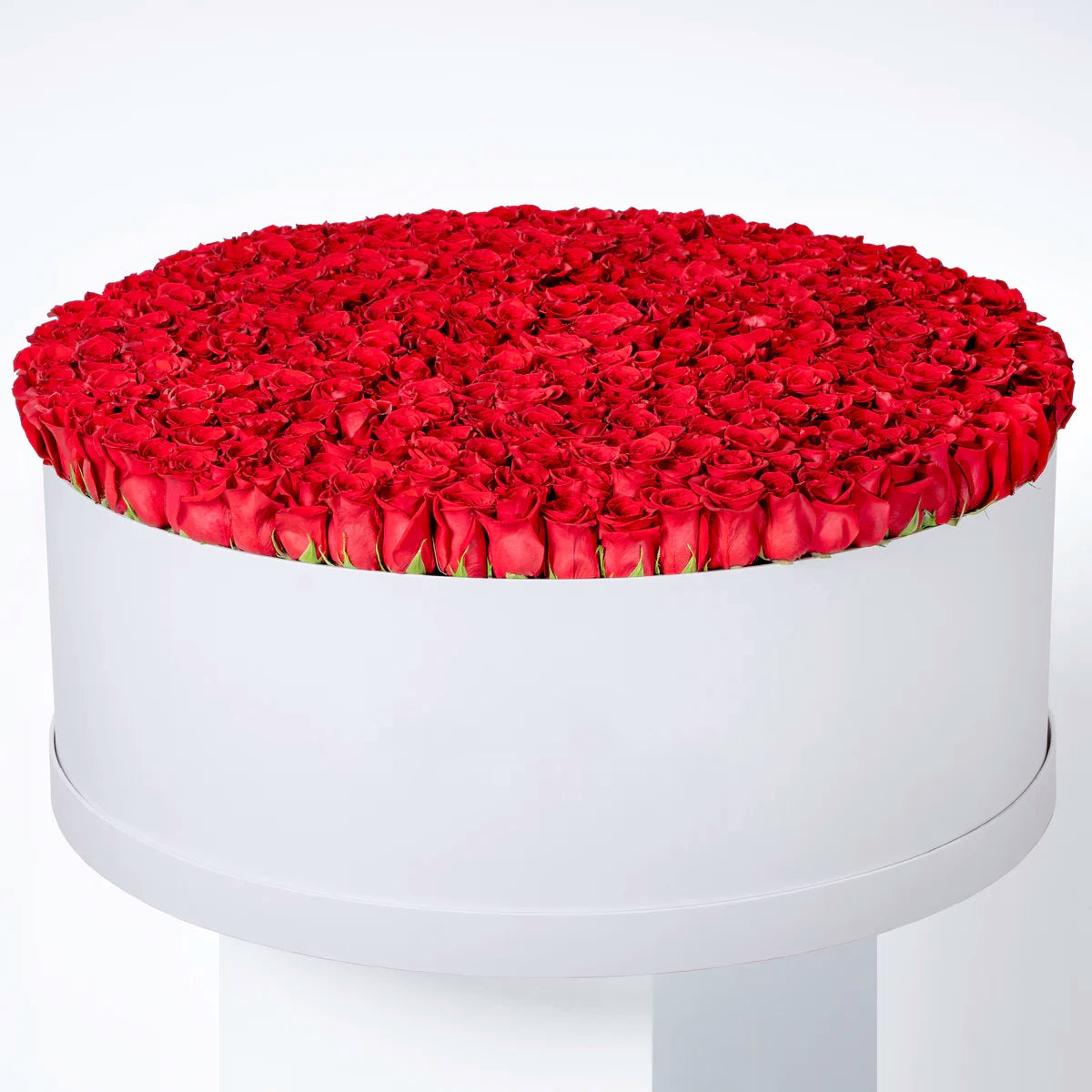 Crimson Symphony– 500 Red Roses Box