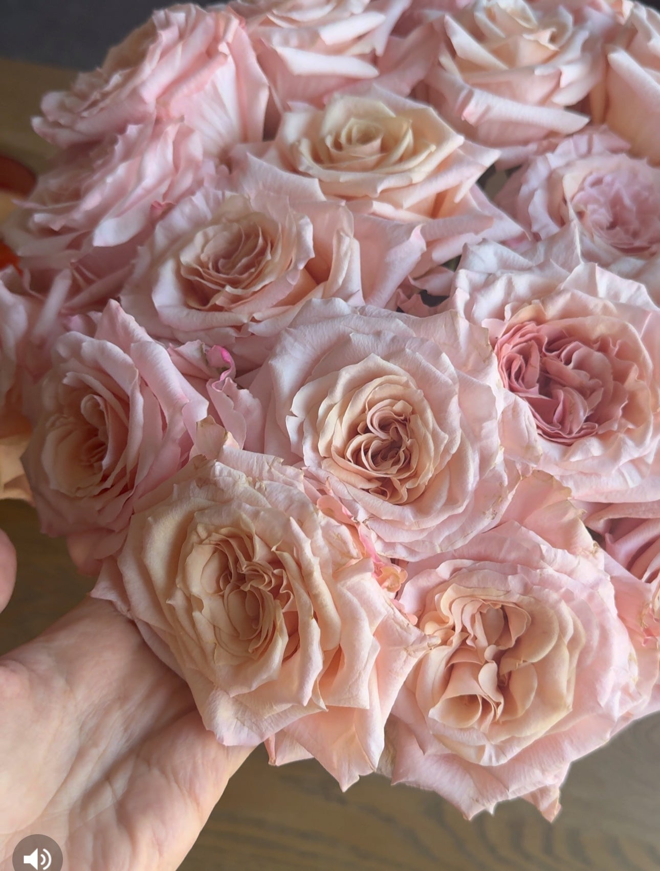 100 SHIMMER GARDEN ROSES