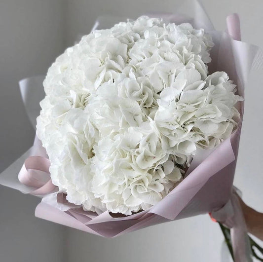 Bouquet of white hydrangeas